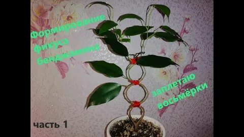 Как заплетать стволы