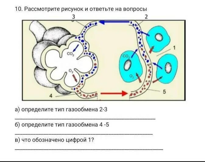 Тип газообмена. Схема газообмена. типы газообмена. газообмен в тканях схема. схема газообмена в легких и тканях.