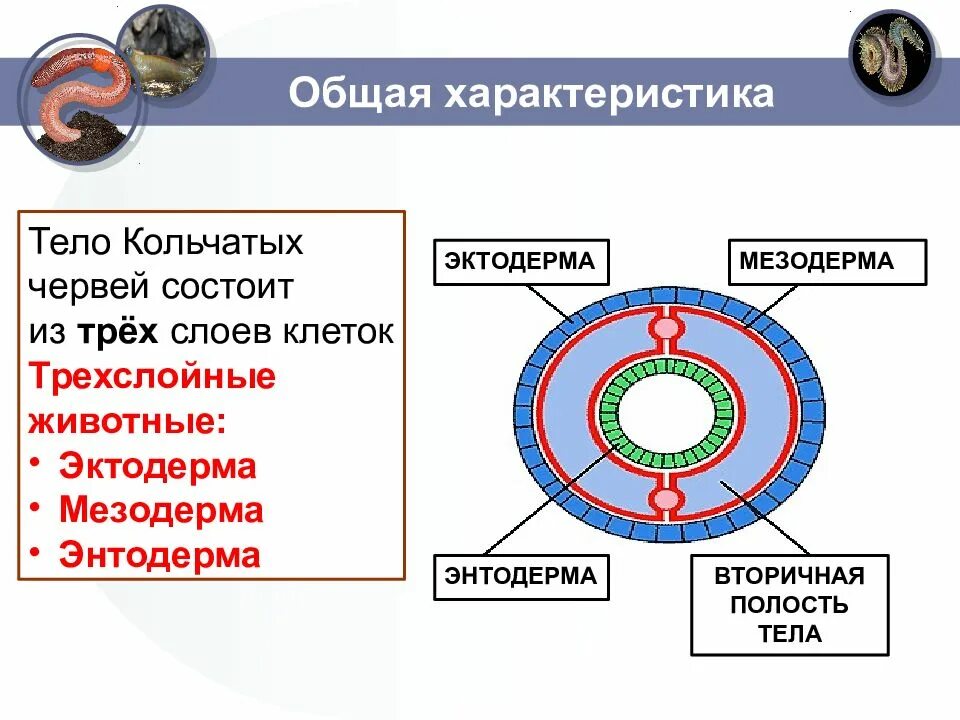 Слои кольчатых червей