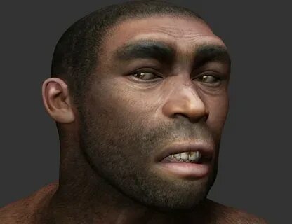 Homo erectus