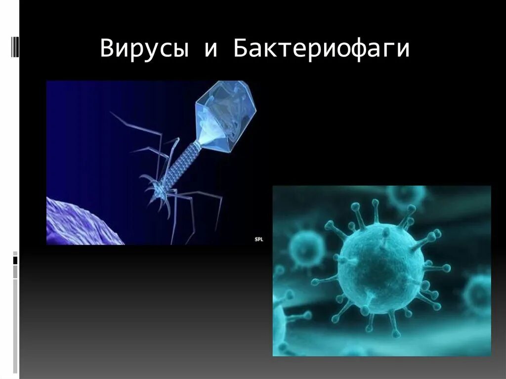 Неклеточные формы жизни бактериофаги. Бактериофаги- Пожиратели бактерий. Вирус бактериофаг. Вирусы и фаги. Наследственный аппарат вируса формы жизни бактериофаги