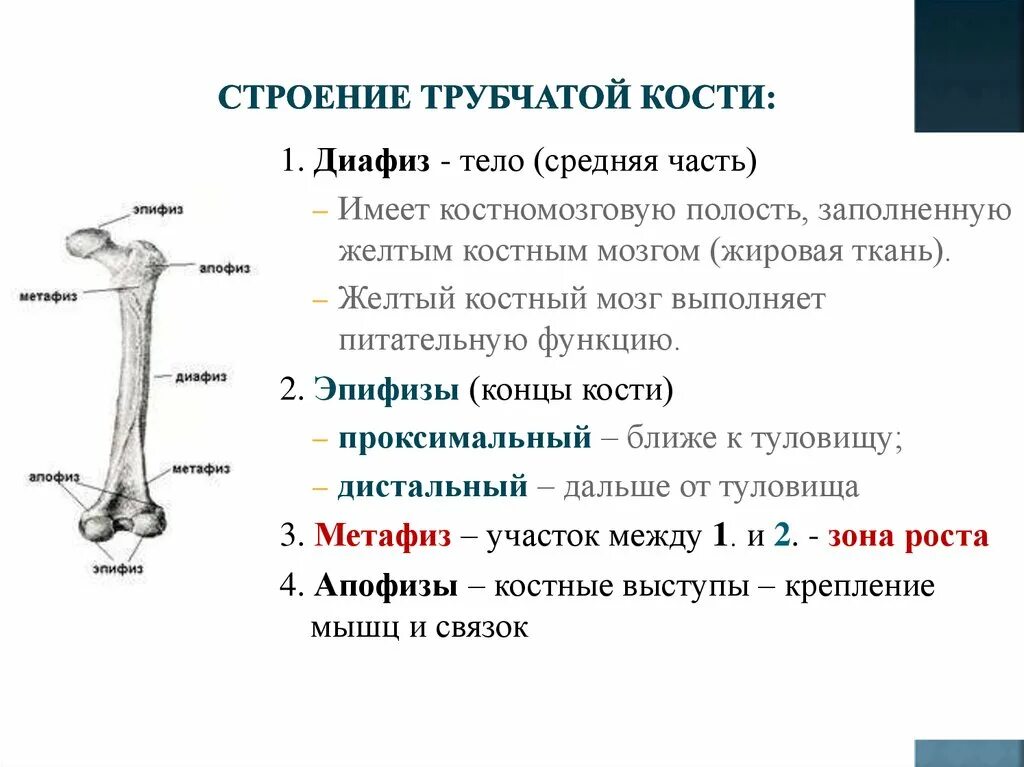 Схема длинной трубчатой кости ребенка. Где находятся трубчатые кости. Строение длинной трубчатой кости человека. Трубчатая кость курицы. Трубчатые это какие