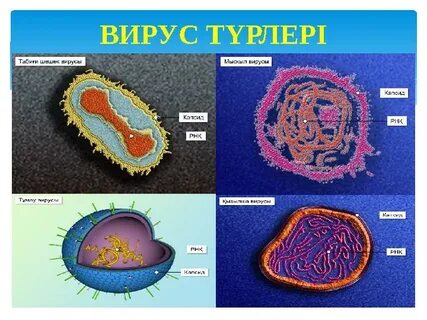 Сұлулық және мастурбация