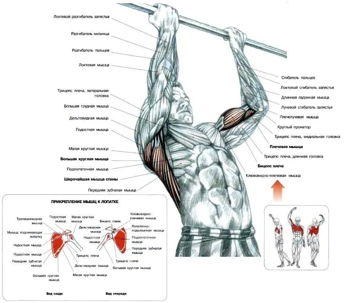 Подтягивания узким хватом техника. Мышцы работающие турнике. Группы мышц при подтягивании на турнике. Мышцы работающие турнике. Подтягивания широким хватом какие мышцы.