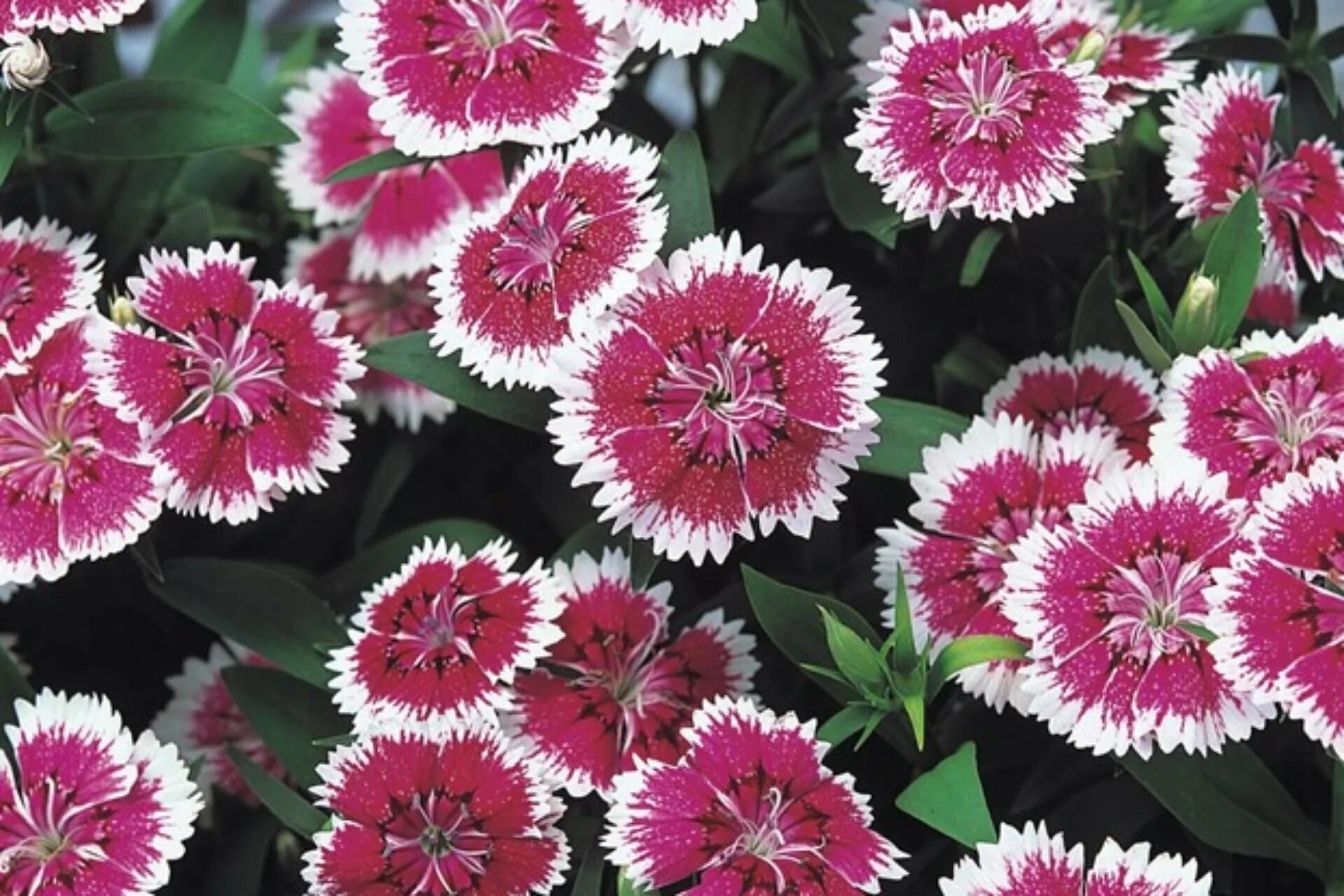 Гвоздика китайская махровая выращивание. Гвоздика Dianthus chinensis. Dianthus chinensis гвоздика китайская.