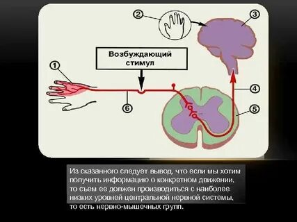 Нервный центр физиология
