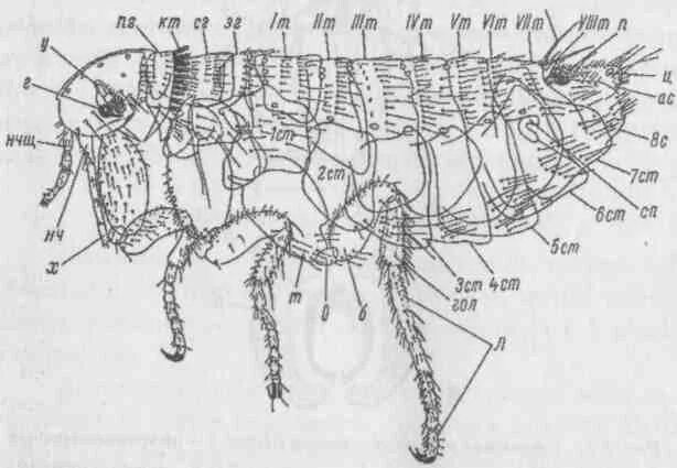 Внешнее строение блохи. Блоха человеческая строение. Внутреннее строение блохи схема. Внутреннее строение блохи. Блоха человеческая строение.