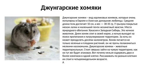 Описание джунгарского хомяка