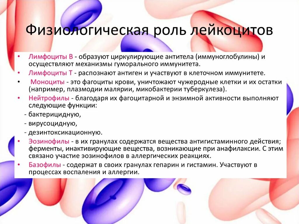 Лейкоциты выполняя защитную функцию. Физиологическая роль лейкоцитов. физиологическая роль различных видов лейкоцитов. физиологическая характеристика лейкоцитов. лейкоциты это кратко.
