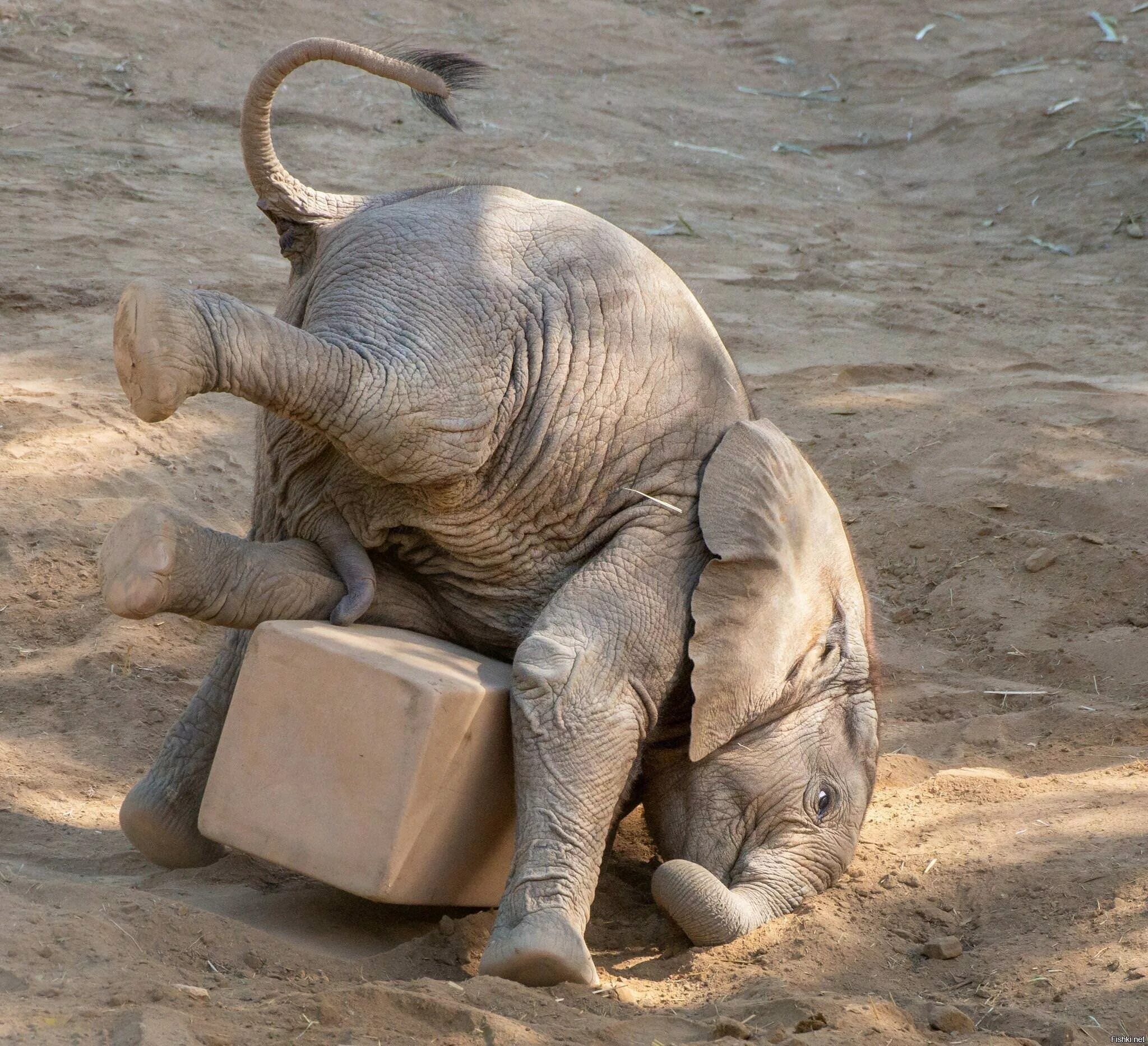 Слон улыбается. Смешной слоненок. Забавный слон. Забавный слон. Забавный слоник.