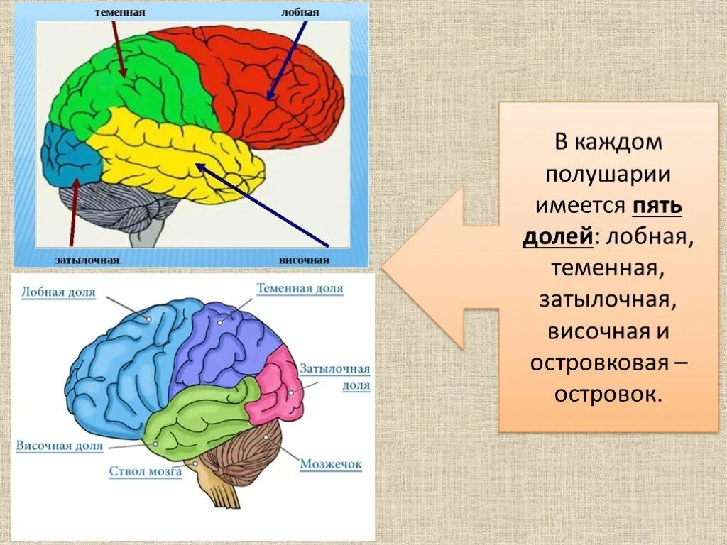 Структурно-функциональное строение мозга. Структурно-функциональная модель мозга по а.р Лурии. Лобная височная отсровковая доли. Расположение долей коры больших полушарий