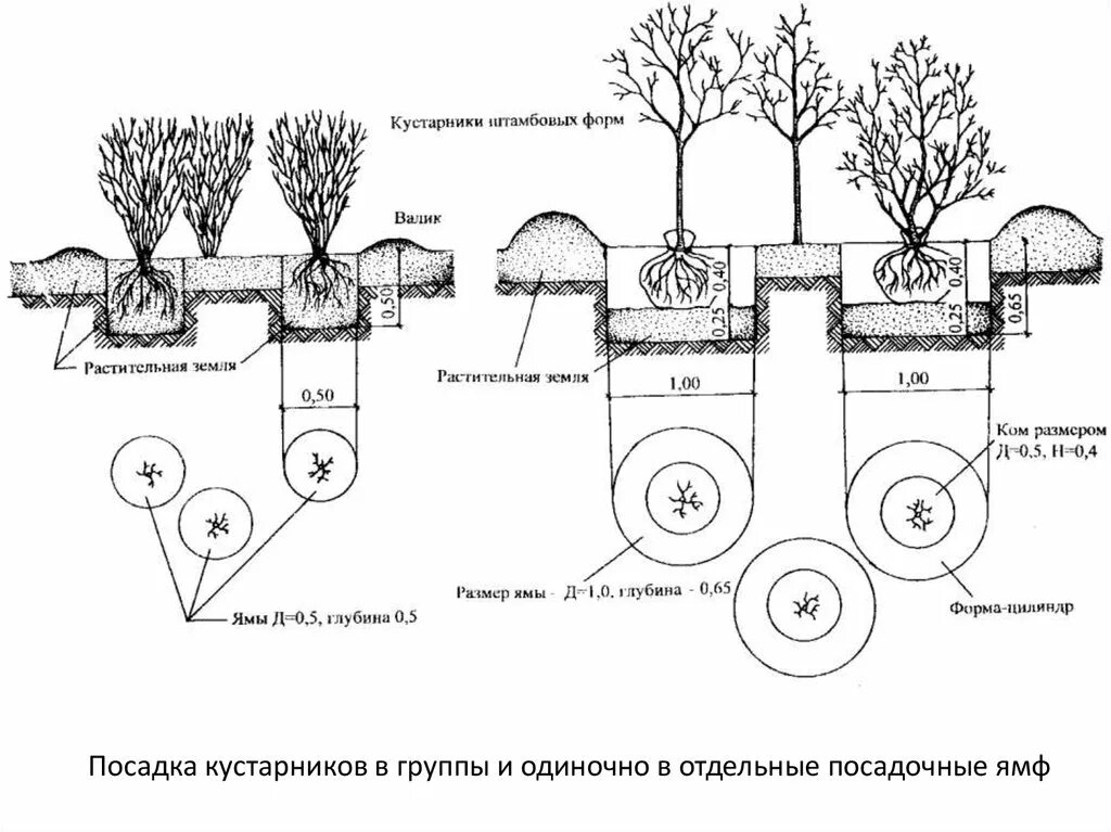 Предлагать способ пересадки деревьев. Схема посадки кустарников с комом земли. Схема посадки крупномеров. Посадка крупномерных деревьев схема. Технология посадки крупномеров схема.