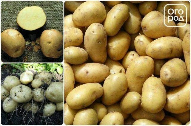 Картофель ласунок купить. Сорт картофеля Ласунок. Сорт картофеля «Каменский», «Ласунок» и «удача». Белорусский Ласунок картофель семенной. Картофель Ласунок описание сорта.