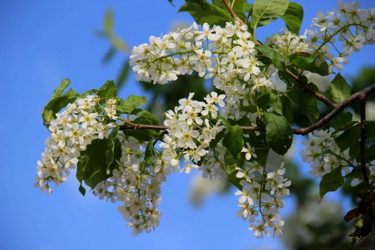 Расцвела черемуха mp3. Виктор королев расцвела черемуха. Черёмуха фото время цветения. Черемуха обыкновенная ветка. Расцвела черемуха mp3.