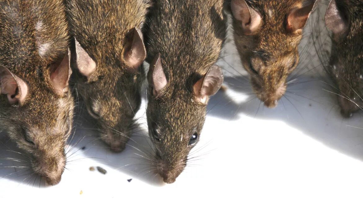 К чему снятся крысы мыши мужчине. Священные крысы Карни мата. Крысятник крысы. Крыса фото.