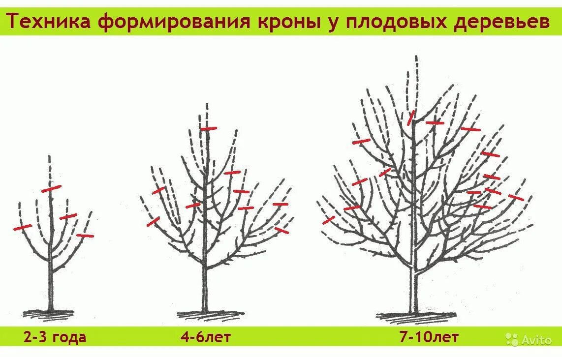 Можно в апреле обрезать яблони. Подрезка яблонь весной схема. Схема обрезки яблони весной. Обрезка яблони весной схема. Обрезка яблонь осенью схема.