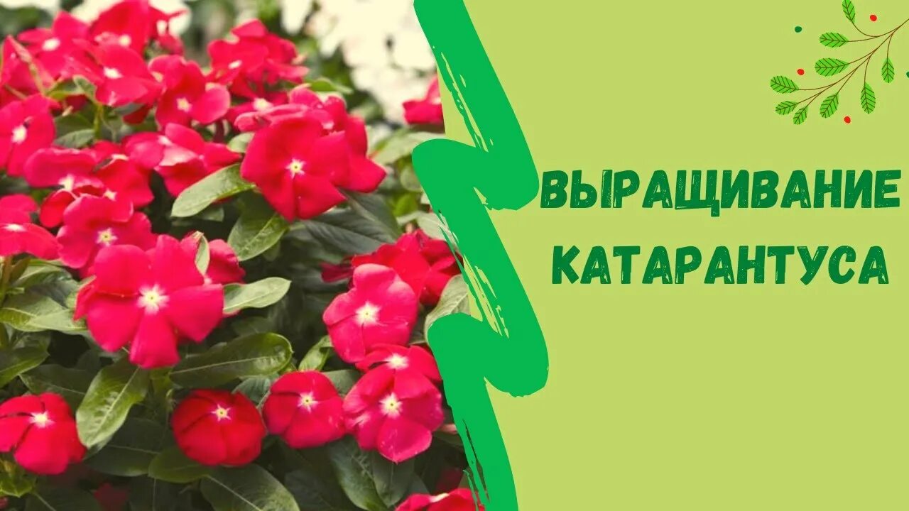 Как сохранить катарантус зимой. Катарантус полив. катарантус всходы. катарантус цветок рассада. катарантус из семян.