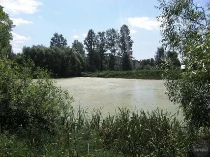 Куркино шаховская