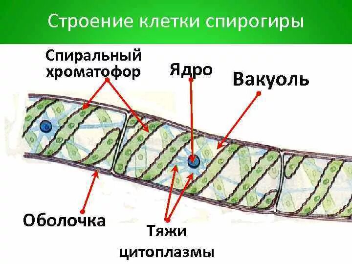 Практическая работа строение многоклеточных водорослей. Спирогира водоросль строение. основные элементы строения спирогиры. спирогира строение рисунок. строение спирогиры под микроскопом.
