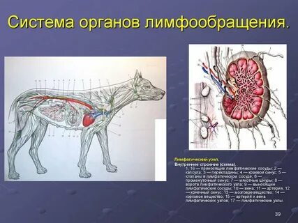 Физиология собак