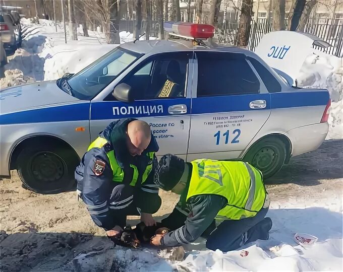 ГАИ Кашира сотрудники. ДПС Кашира. Кузнецов ДПС. Собака ДПС. Гаи кашира