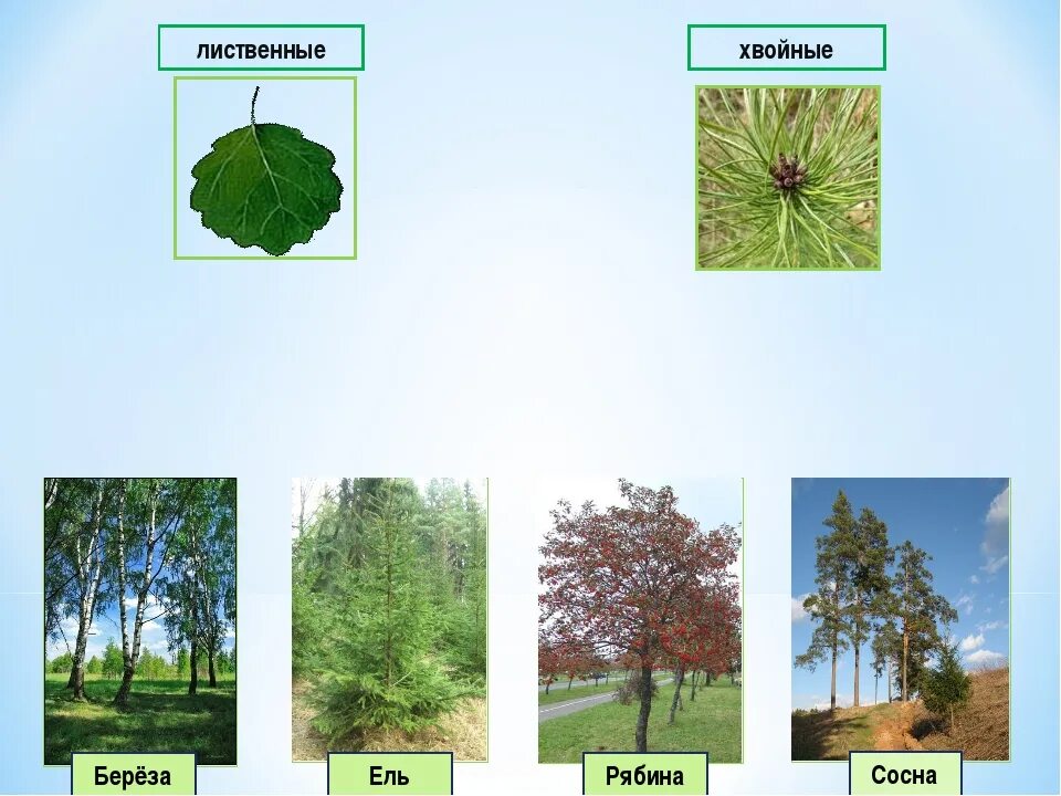 Хвойные и лиственные. Лиственные и хвойные растения для дошкольников. Лиственные деревья для детей. Лиственные деревья для дошкольников. Лиственные и хвойные деревья для дошкольников.