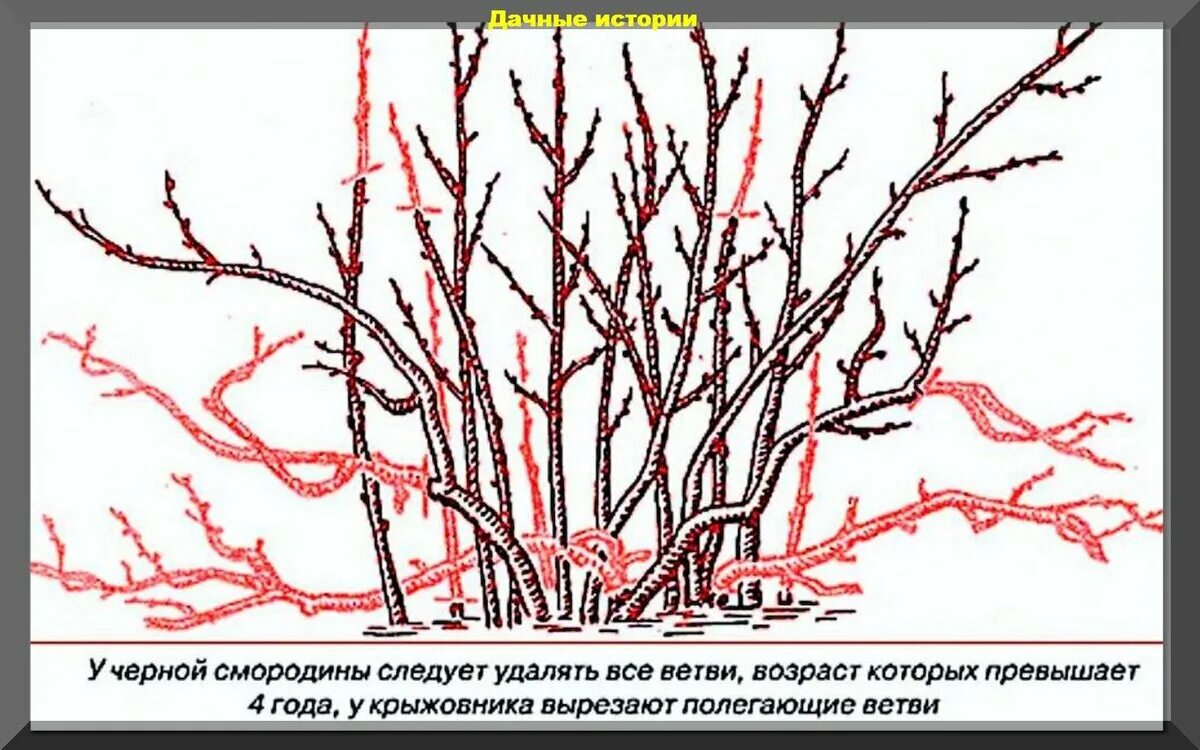 Когда обрезают кусты смородины после сбора урожая. Обрезка куста смородины весной. схема обрезки смородины осенью. обрезать смородину осенью схема.