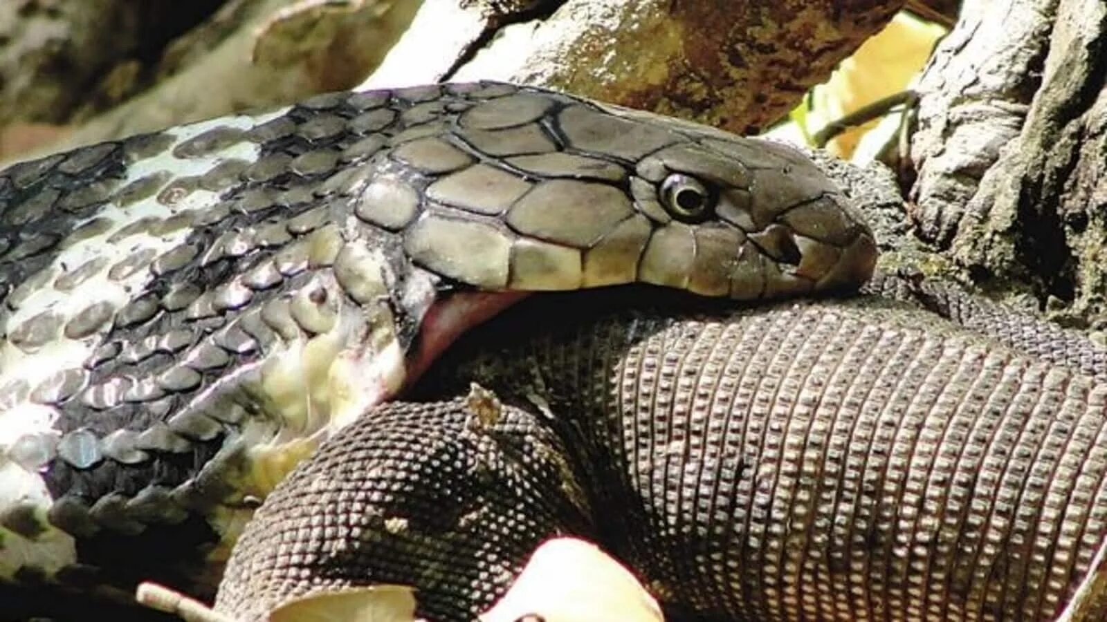 Варан кобра. Варан кобра. Большие ящерицы в тайланде. Варан кобра. Варан кобра.