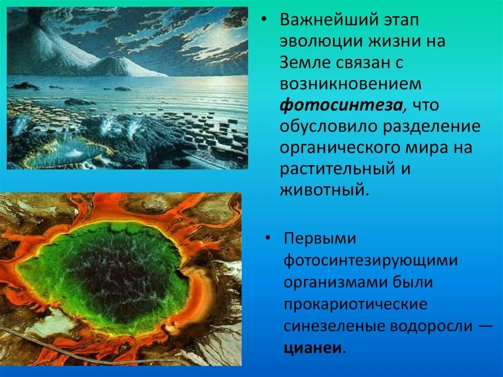 Появление водорослей эра. Синезеленые водоросли в архейскую эру. Сине зеленые водоросли архейской эры. Мир растений архейской эры. Зелёные водоросли протерозойская Эра.