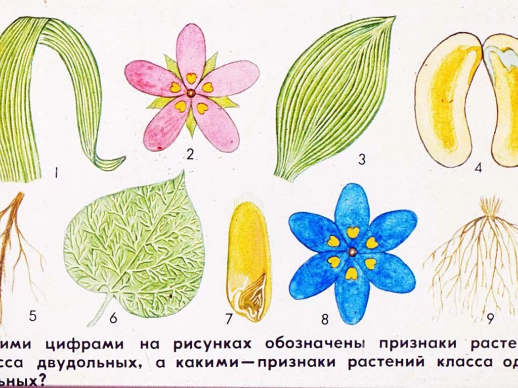 Урок покрытосеменные. Однодольных цветковых растений.. Однодольные и двудольные растения. Модели цветков однодольных и двудольных растений. С цветком двудольные растения Покрытосеменные.