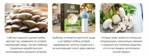 Верный грибы