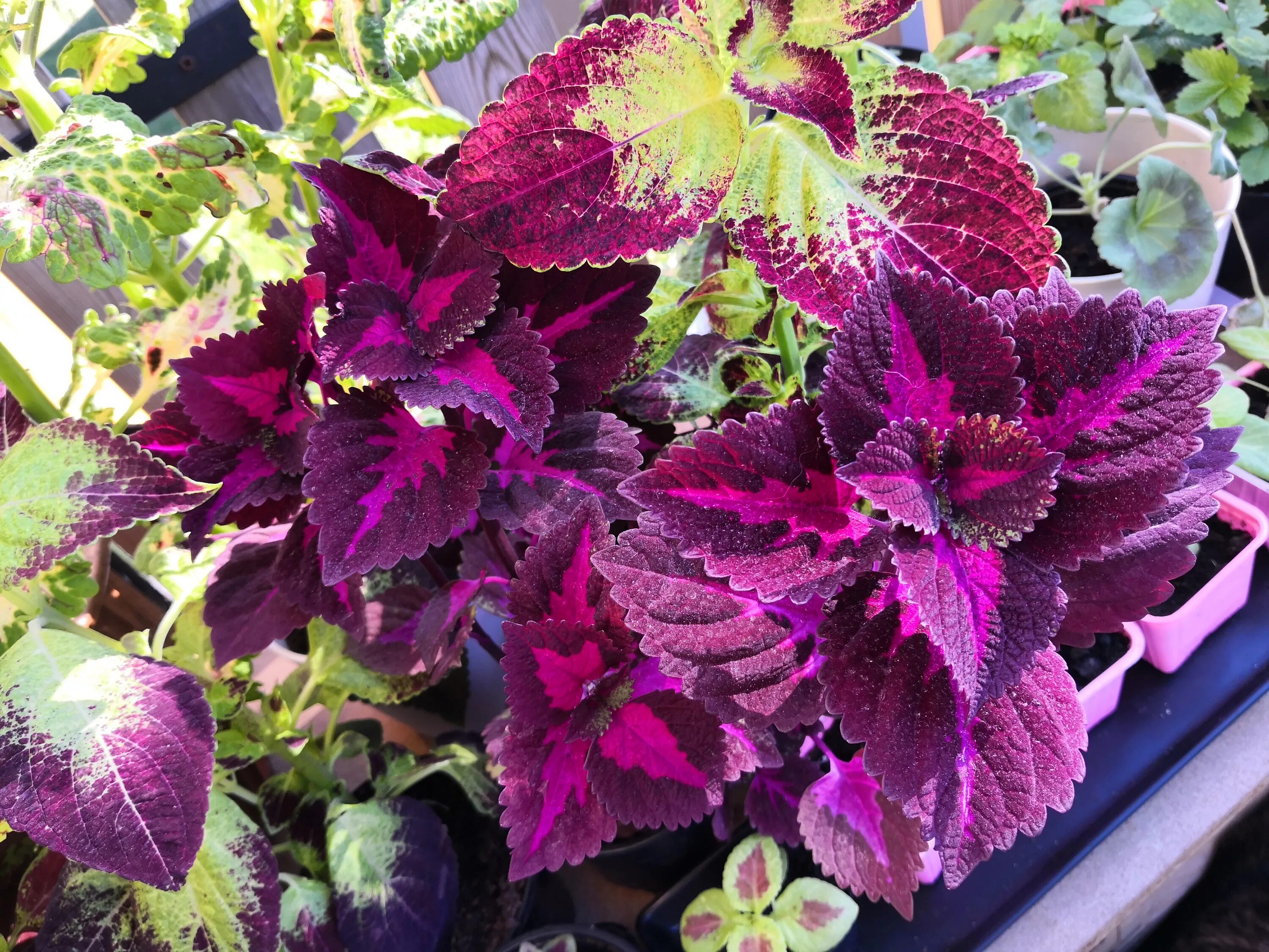 Колеус. Цветок Крапивка колеус. Колеус, Крапивка (Coleus). Колеус Red Croton II. Колеус можно держать дома