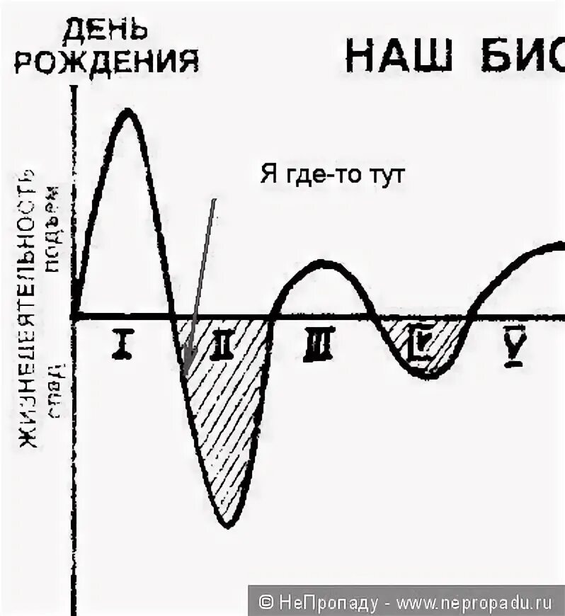 Годовые биоритмы человека. Биоритмы человека по дате рождения. Биологический год человека график. График биоритмов человека по дате рождения на год. Биоритм человека расчет по дате