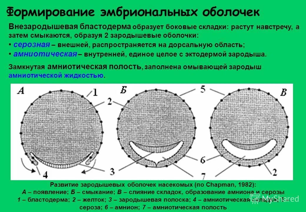 Амниотическое яйцо пресмыкающихся. Зародышевые оболочки эмбриона. Формировпние зародышевыз оьолоечк. Формирование зародышевых оболочек. Формирование внезародышевых оболочек млекопитающих.