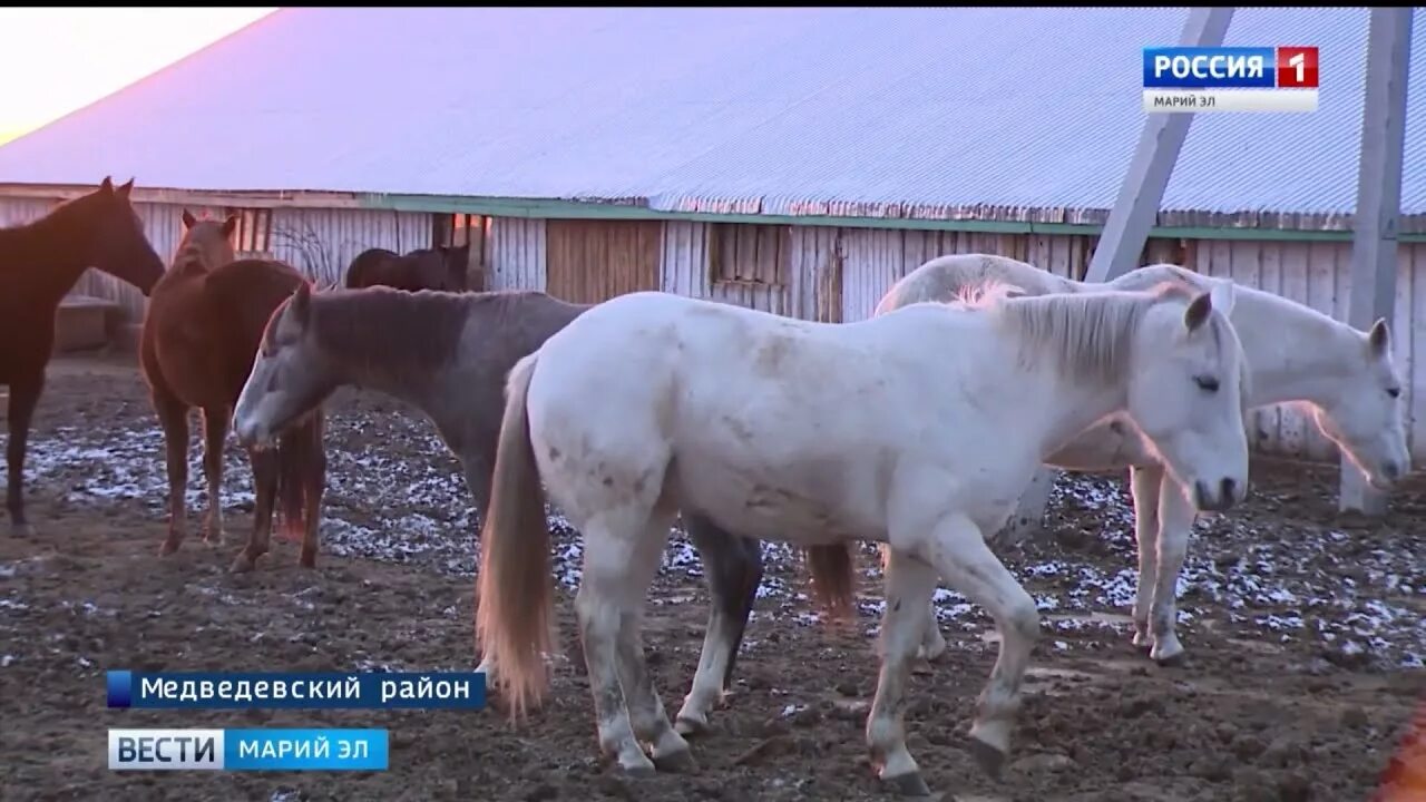 Авито животные йошкар олы. Чудо-кони йошкар-ола. йошкар ола чудо чудо кони. конюшня йошкар ола. лошади марий.