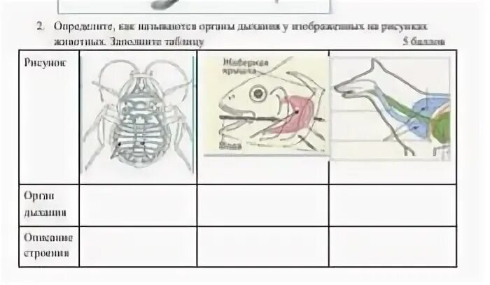 Практическая работа по биологии дыхание животных