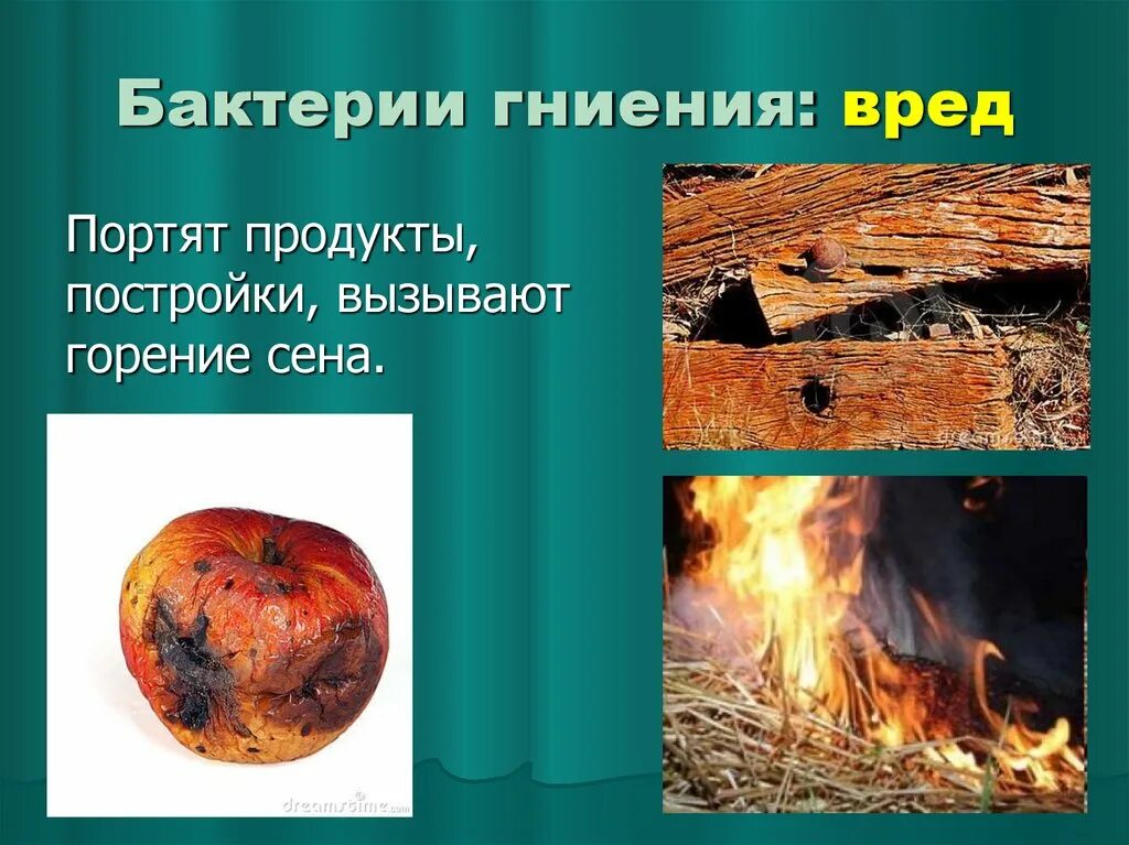 Великий круговорот жизни. Роль бактерий в порче продуктов питания. Питание бактерий паразиты и сапрофиты. Бактерии гниения способ питания. Питание бактерий паразитов.