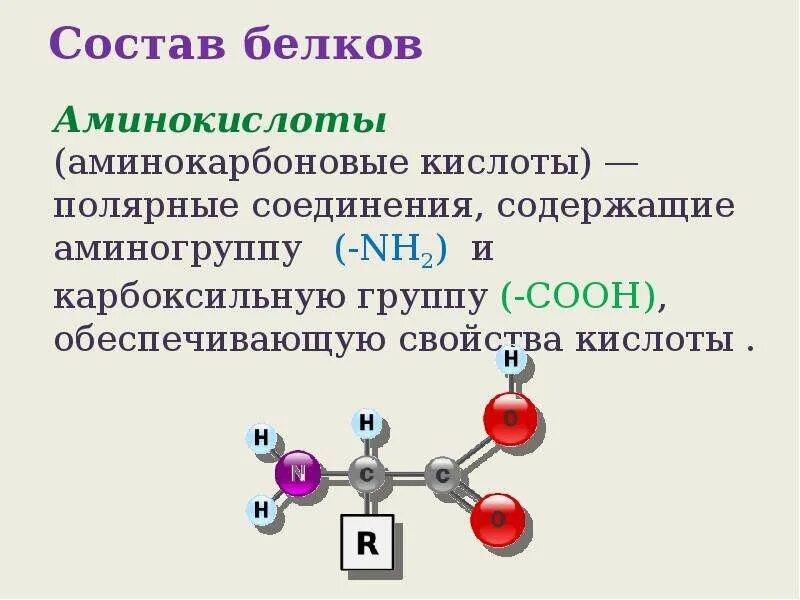 Белки группа соединений. Белок аминокислоты аминогруппа карбоксильная группа. Белки карбоксильная группа. Белок аминокислоты аминогруппа карбоксильная группа схема. Состав белков.