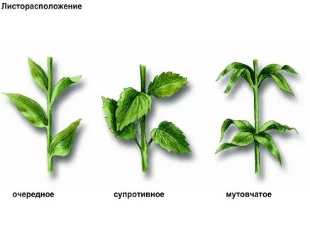 Лист лист чередование