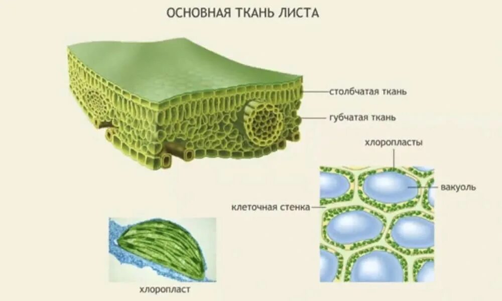 Функции губчатой ткани