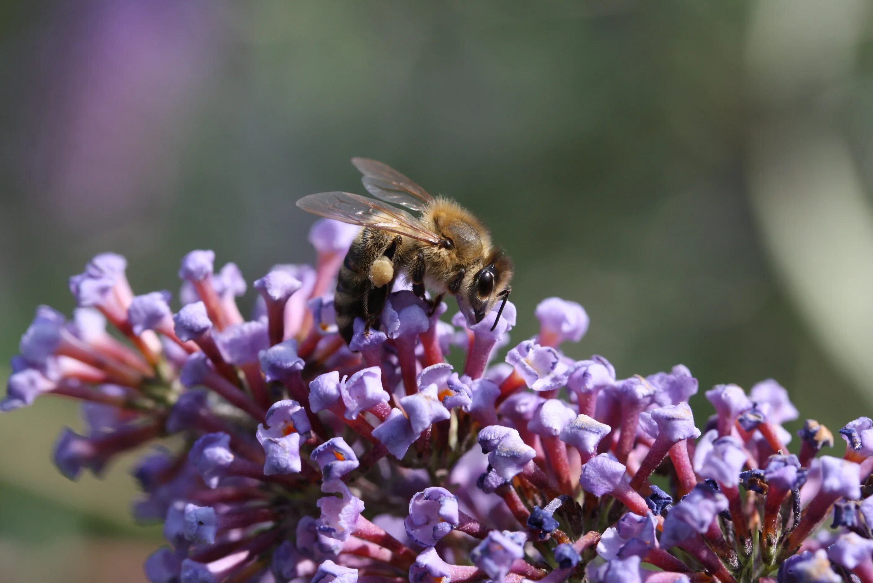 Медоносная пчела. Дикая медоносная пчела. Пчела на сирени. Цветы медоносы. Пчелы сирень