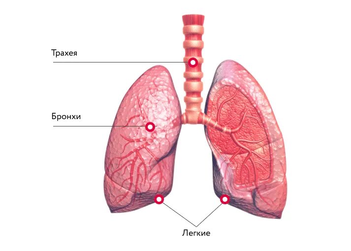 Легкие и бронхи человека.