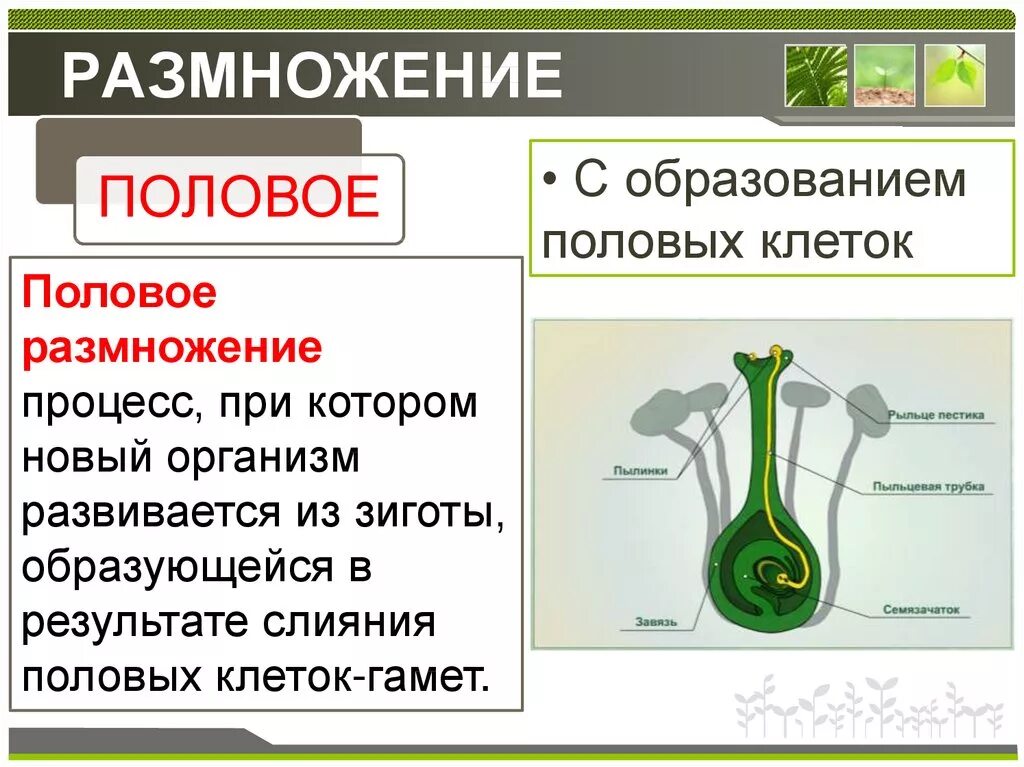 Способы размножения. Половое размножение процесс. Размножение это процесс. При половом размножении новый организм образуется в результате.