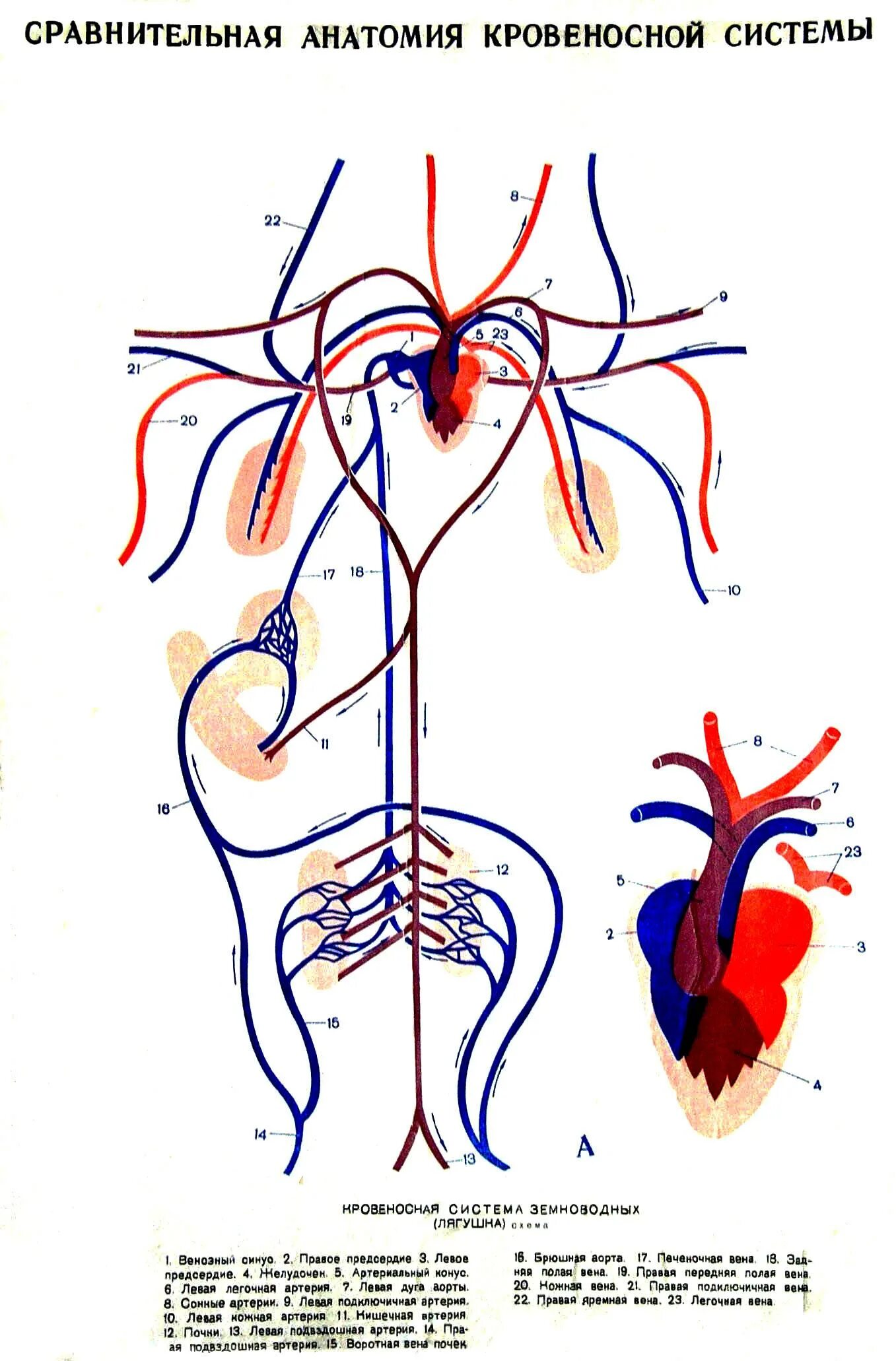 Строение кровеносной системы амфибий схема. Строение кровеносной системы и сердца амфибии. Строение сердца и кровеносной системы лягушки. Сосуды малого круга кровообращения лягушки.