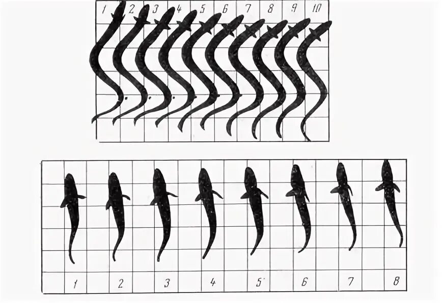 Органы и способы передвижения в водной среде. Способы передвижения биология. Способы передвижения животных. Движение 5 класс биология. Способ передвижения змейка.