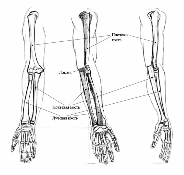 Рука анатомия кости лучевая кость. Предплечье анатомия лучевая кость. Локтевая и лучевая кость анатомия правая рука. Лучевая локтевая кость на человеке.