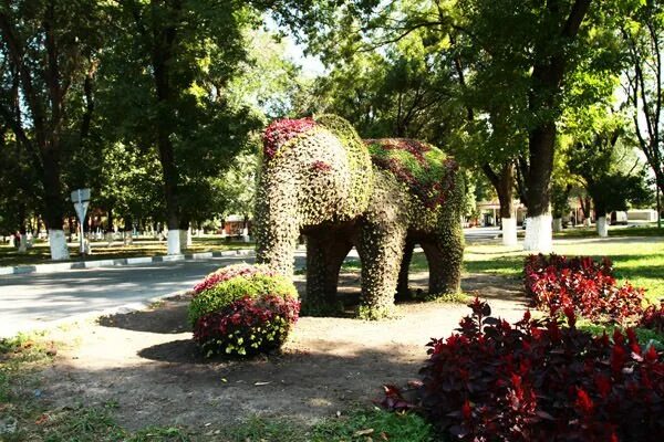 Цветы новокубанск. Парк города Армавира. Армавир сквер Ефремова. Городской парк Армавир. Центральный парк Армавир.