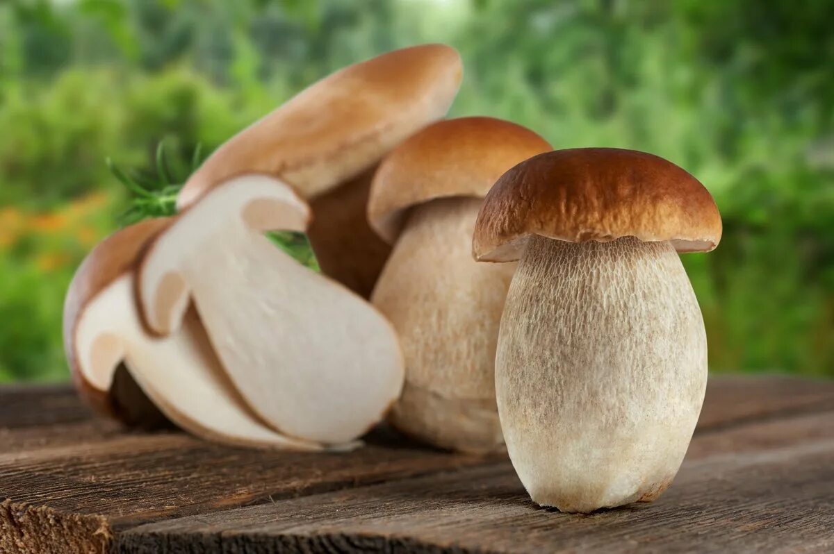 Белый гриб Боровик. Боровик - белый гриб Боровик. Boletus edulis – белый гриб. Гриб Боровик переросток. Про боровик