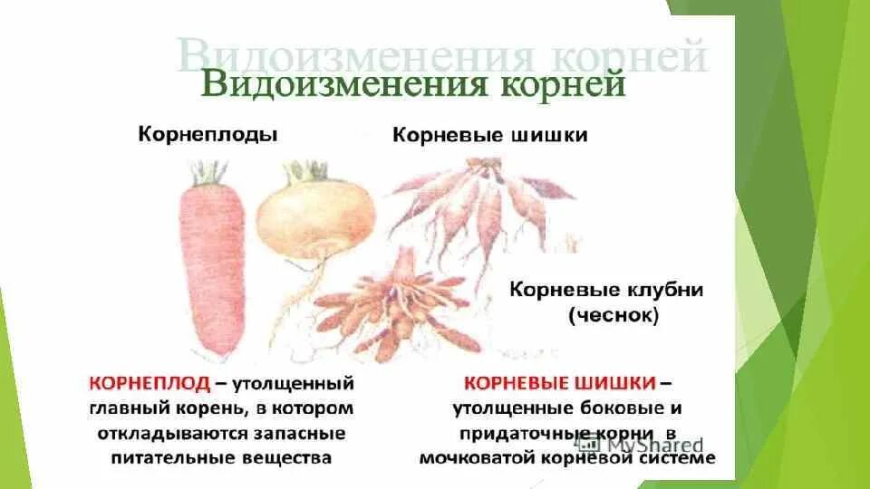 Видоизменения корневой системы растений. Видоизмененные корни корнеплоды. Чеснок видоизмененный корень