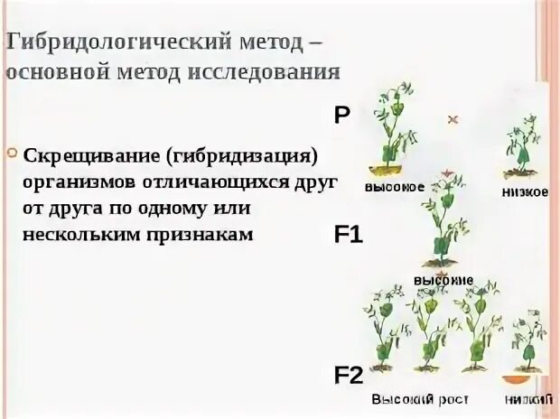 Гибридологического метода наследования